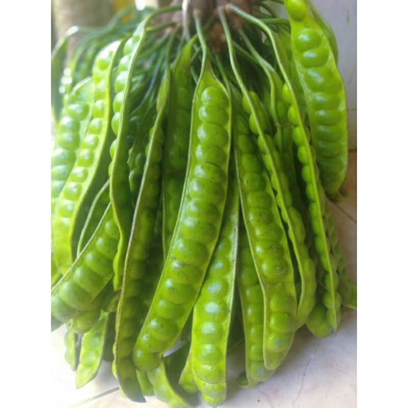 

PETE/PETAI TUA FRESH ISI 10 PAPAN LONJOR BARU PETIK