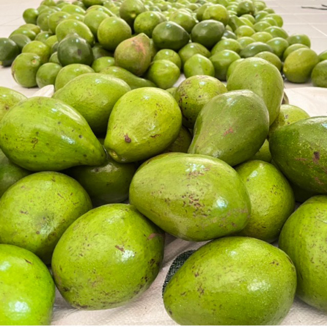 

ALPUKAT MENTEGA 2KG ISI 5 PUNEL ORGANIK BISA REQ MATANG BERGARANSI FREE PACKING KERDUS