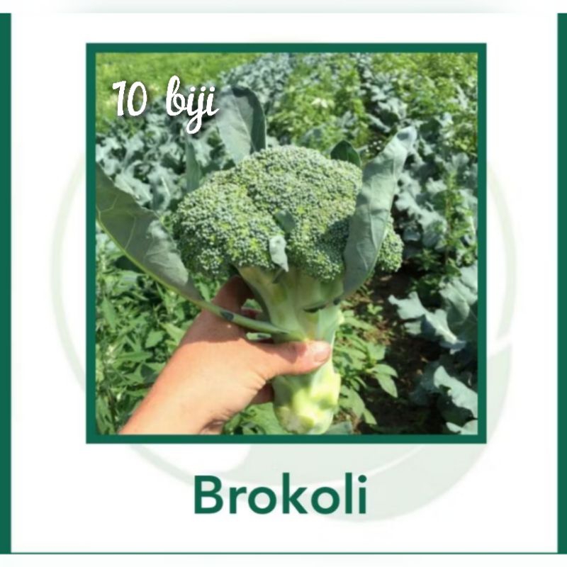 

Benih Brokoli