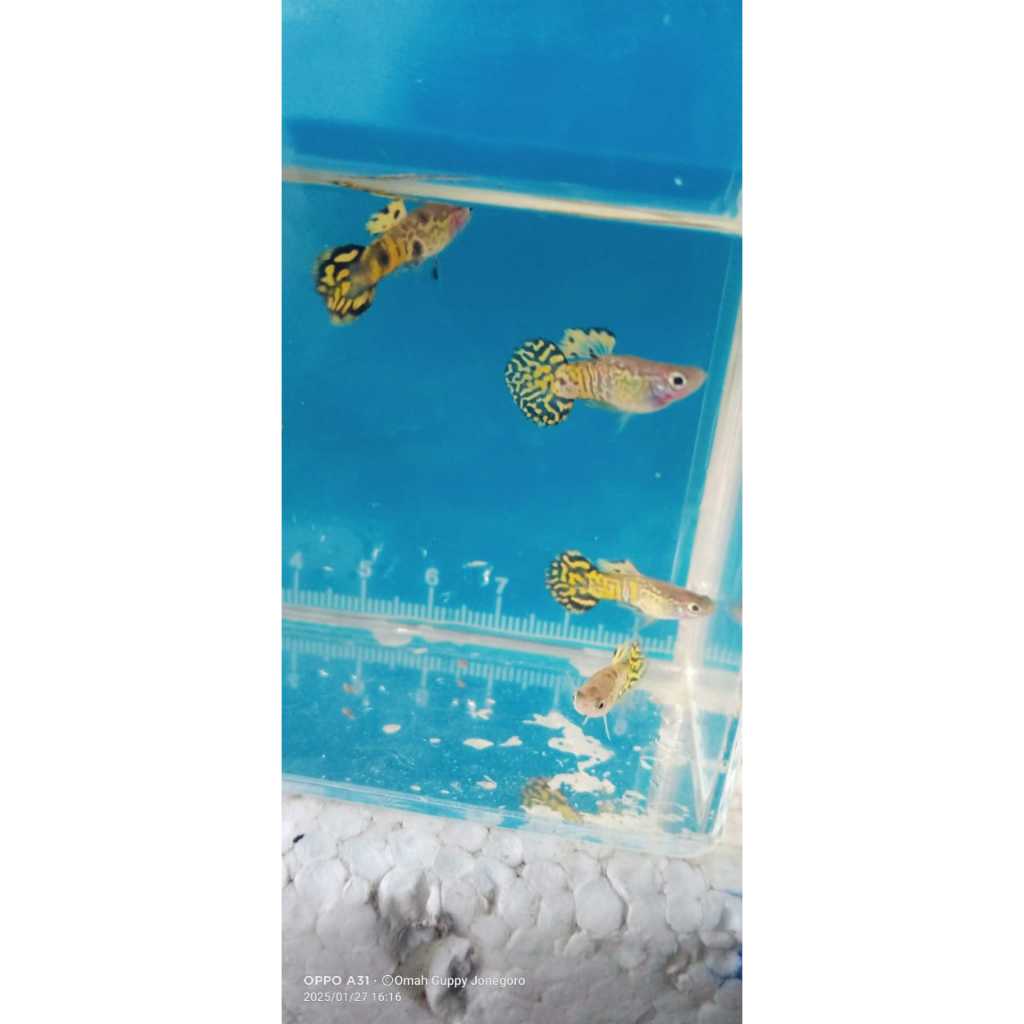 Guppy SnakeSkin Yellow Tiger RoundTail ( SSYT ) Sepasang guppy SSYTRoundTail ~ Hiasan Aquariumm