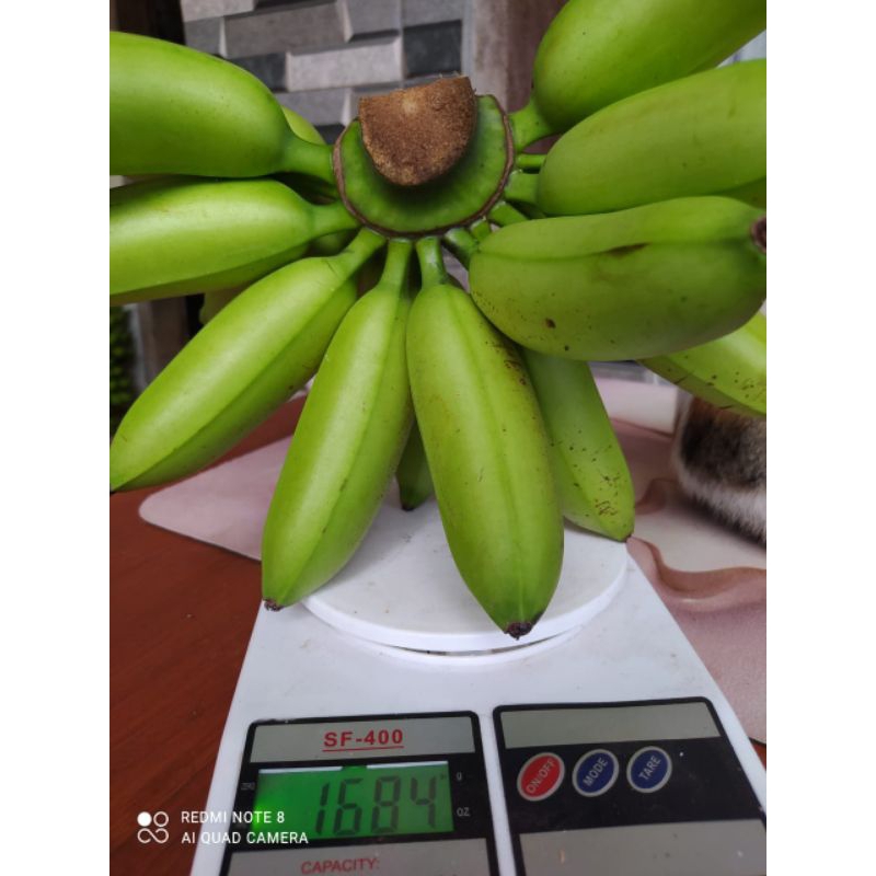 

Pisang emas kirana 1 sisir