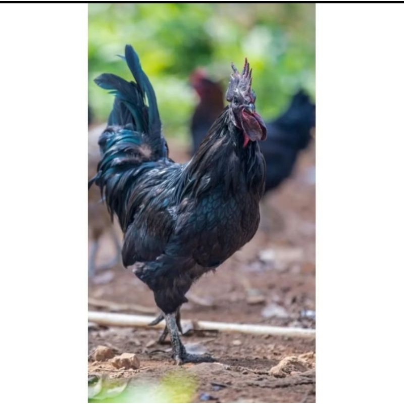 AYAM CEMANI HITAM TERSEDIA PASANGAN,JANTAN,BETINA