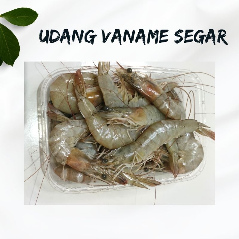 

UDANG VANAME SEGAR PREMUIM