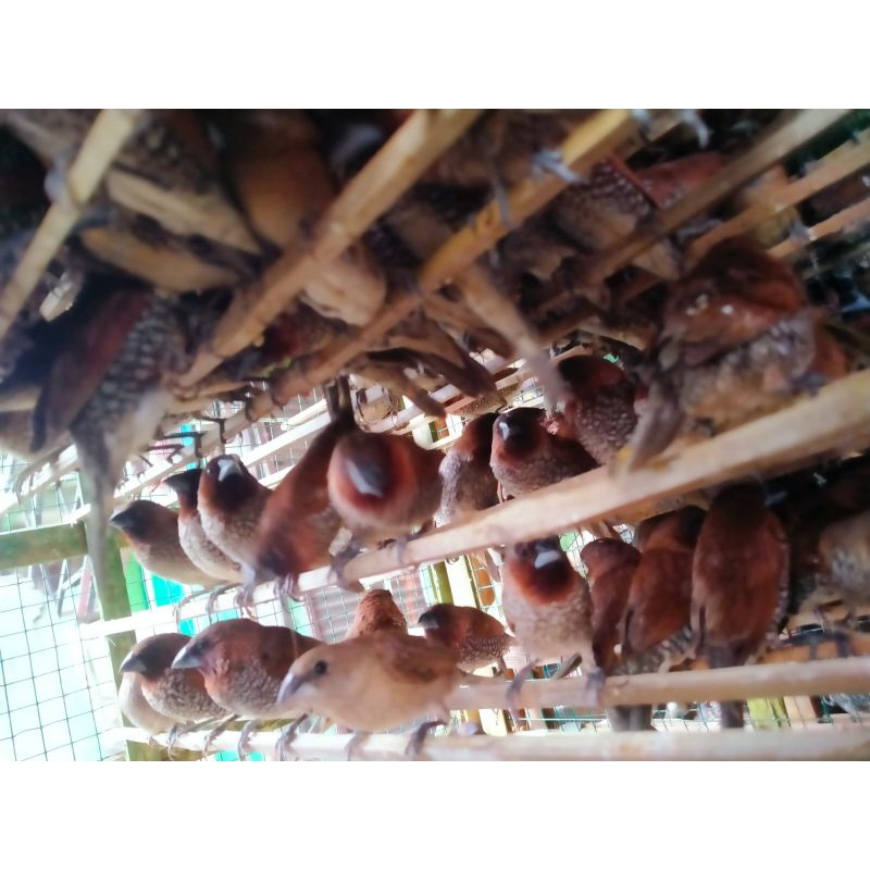 

Burung Pipit emprit sawah - burung pelepasan - burung kecil