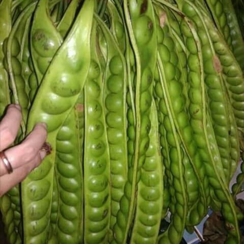 

jual pete 1ikat
