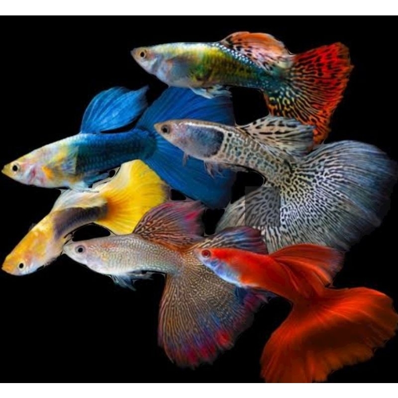 

Packing Sterofoam afr ayc skyblue hbwhite fullgold koi