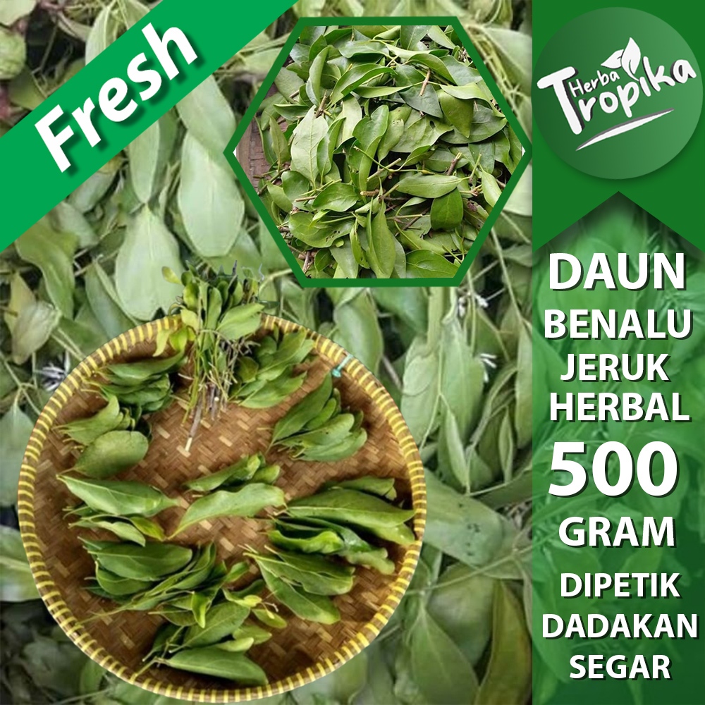 

Daun benalu Pohon jeruk nipis 500 gram herbal alami toko herba tropika