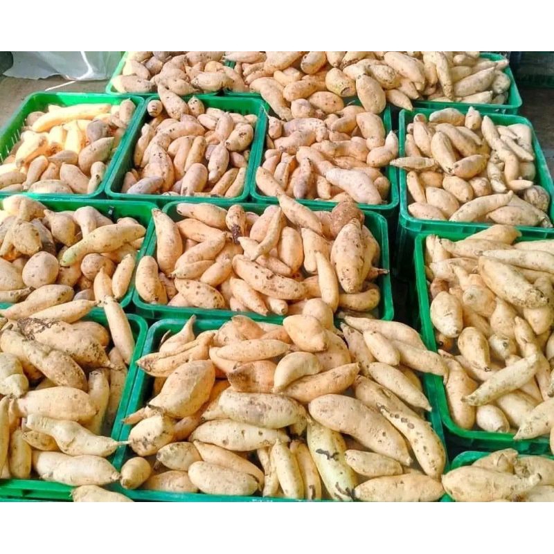 

UBI MADU 2 KG LANGSUNG DARI PUSAT UBI WONOGIRI SPEK OVEN LUMER