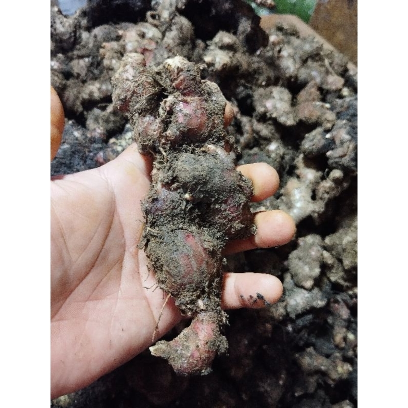 

jahe merah super segar 500 gram (masih ada tanah)