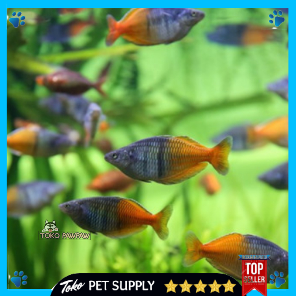 Ikan Boesemani Rainbow Ikan Hias Aquarium Aquascape Per Ekor