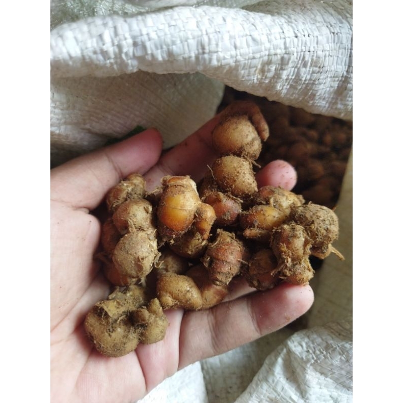 

kencur jawa asli 5kg