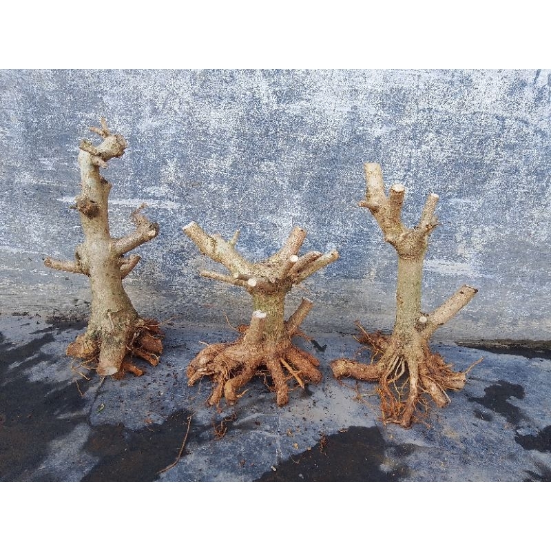 bahan bonsai Sancang prokar bogel.mame