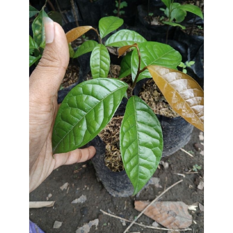 

Bibit Buah Yupi Kalimantan