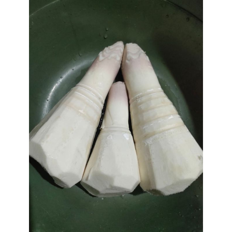 

rebung bambu muda segar per 1kg