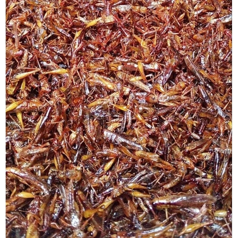 

Belalang Goreng 1 kg Gurih Nyoss