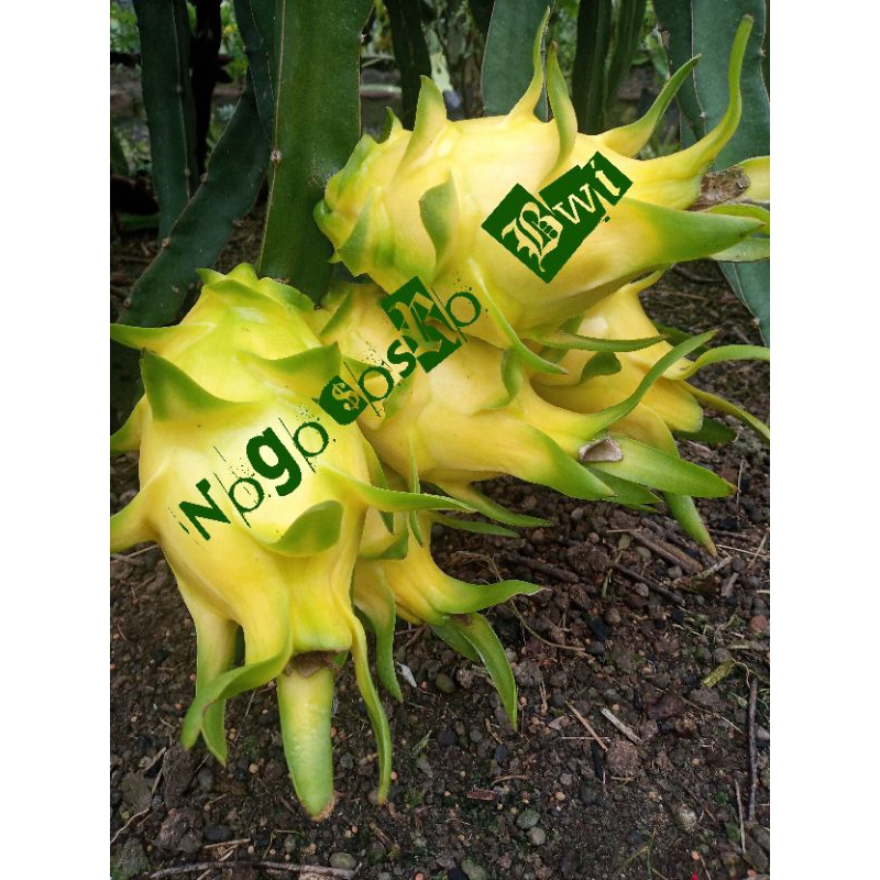 

Buah naga kuning golden per buah (1pcs)