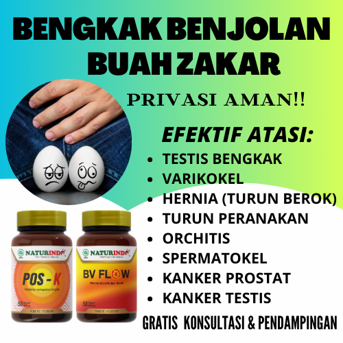 Obat Herbal Varikokel Varises Hernia Turun Berok Peranakan Hidrokel di Buah Zakar Bengkak Sebelah Un
