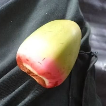 

Wulung Tembuluk Kelapa Kecil - Beluluk Wulung