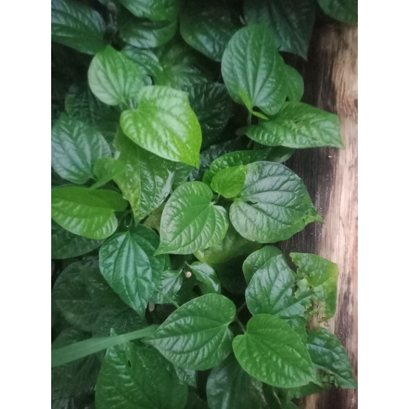 

daun karuk 100 lembar basah