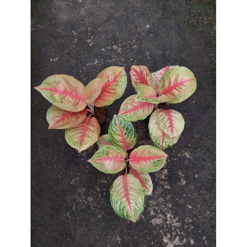 Aglonema andini/dewasa