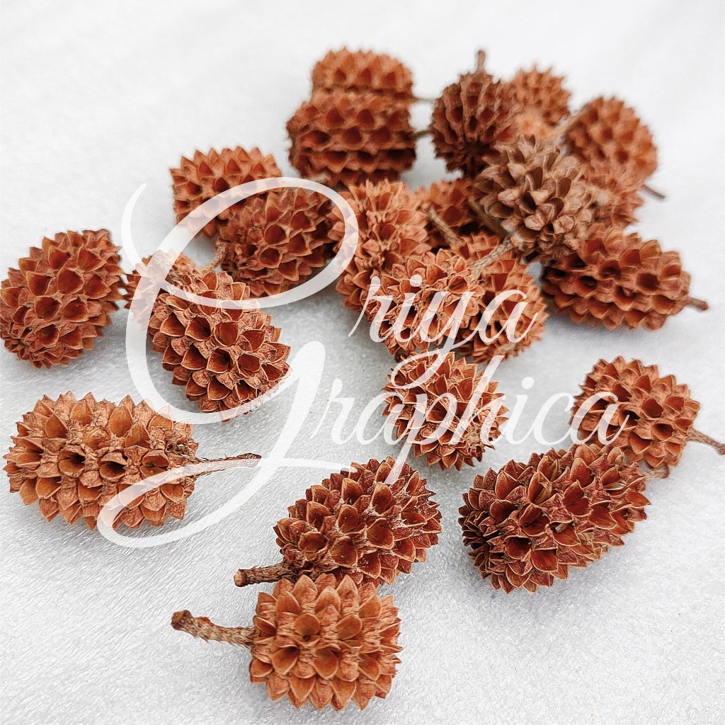 biji cemara Bahan dekorasi hiasan mahar kerajinan - Duren durenan biji cemara laut