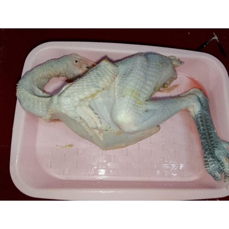 

ayam kampung 1.2 kg berat hidupnya