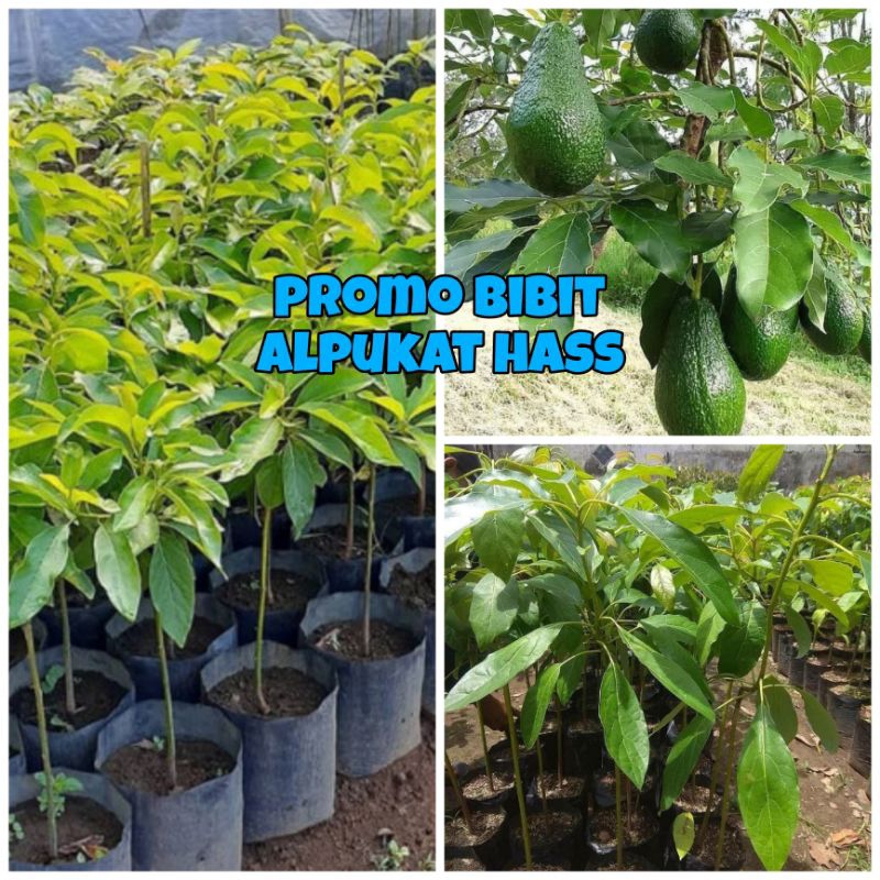 PROMO BIBIT ALPUKAT HASS ORIGINAL