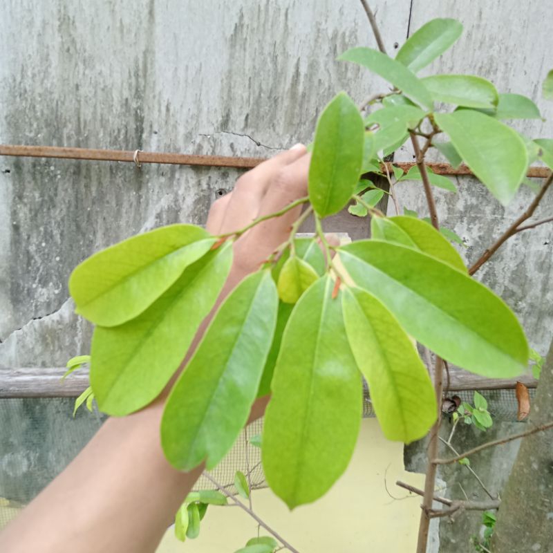 

Daun sirsak organik per lembar