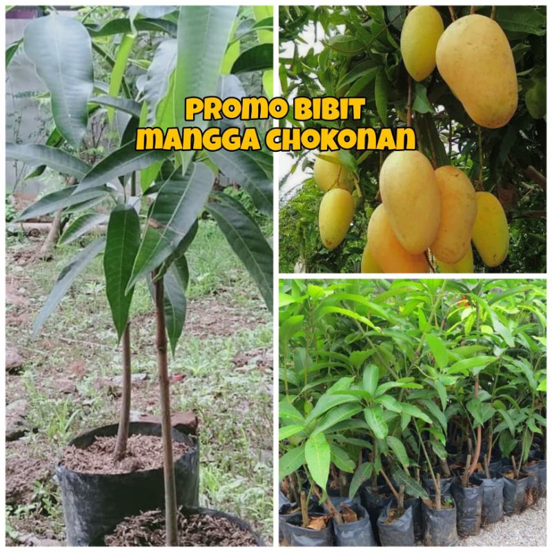 BIBIT MANGGA CHOKANAN SIAP BERBUAH