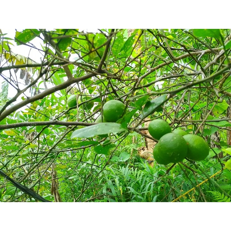 

LEMON CALIFORNIA SEGAR 1 KG