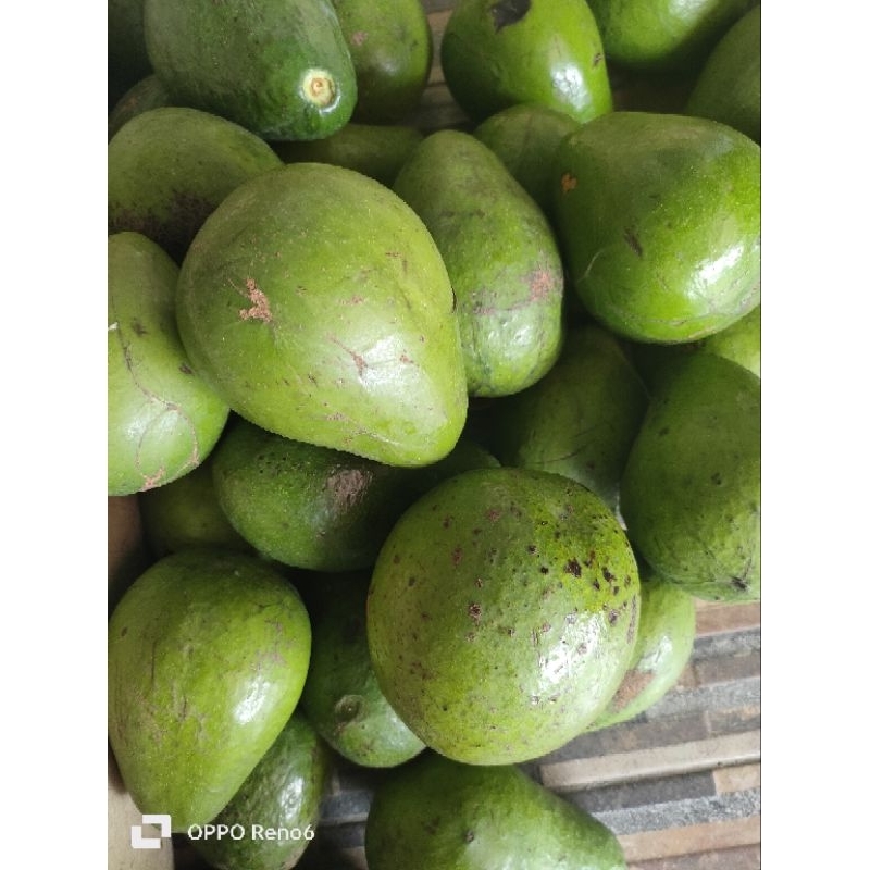 

alpukat mentega punel