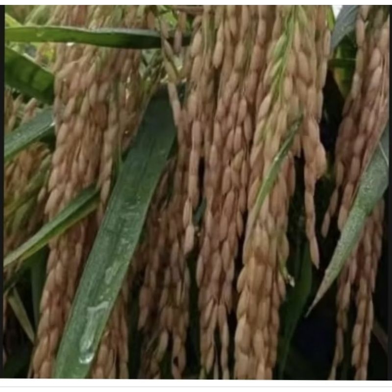 BENIH PADI UNGGUL TRI SULTAN JENIS TERBARU 1KG