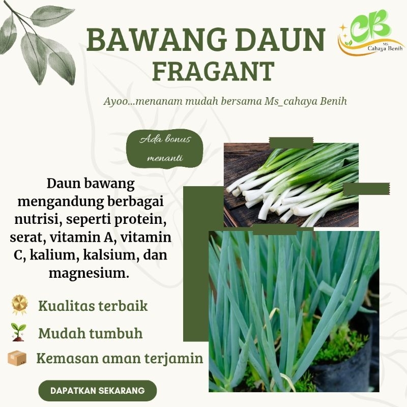 100 Biji benih daun bawang pragant, bibit biji bawang daun