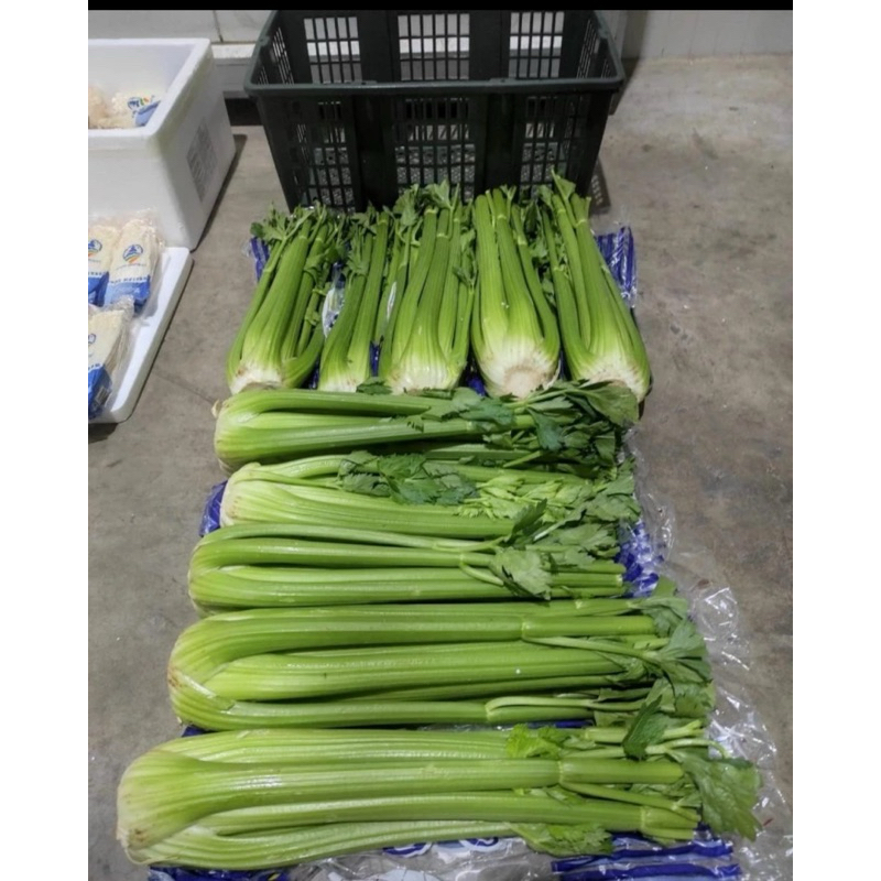 

Celery stick/seledri Import fresh 1 keranjang 10kg