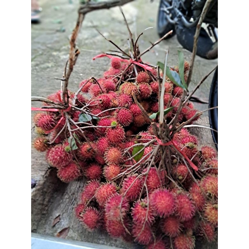 

Rambutan lebak bulus manis segar | petik dadakan