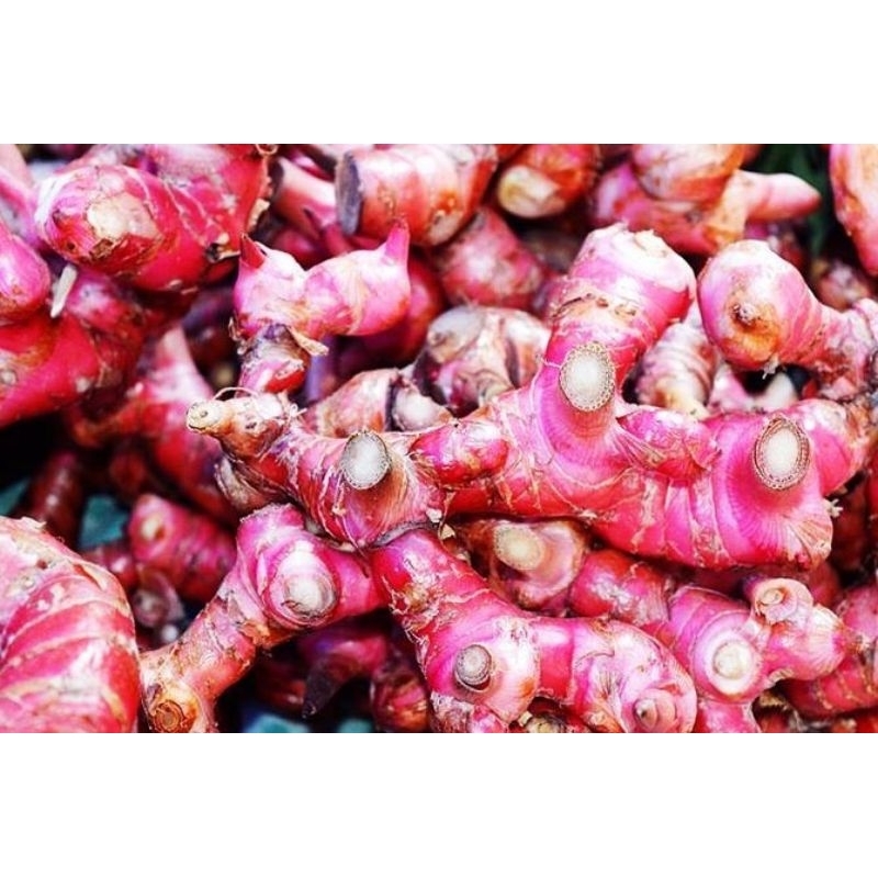 

jahe merah 1kg