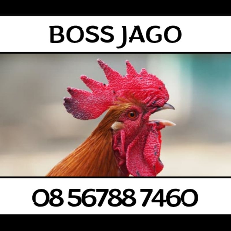 Nomor Cantik Indosat 11 Digit BOS JAGO 805 7460 5678 7460