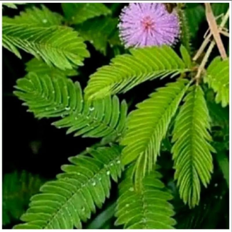 

500 GRAM DAUN PUTRI MALU SEGAR / RUMPUT PUTRI MALU FRESH / BUNGA TANAMAN PUTRI MALU