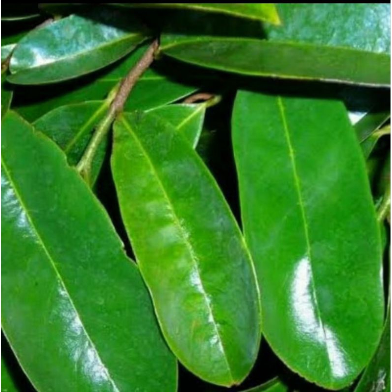 

DAUN SIRSAK SEGAR DI PETIK LANGSUNG DARI POHON / DAUN NANGKA MURES FRESH PER 1 KG