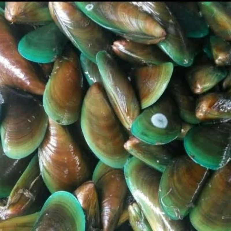 

kerang hijau seafood frozen