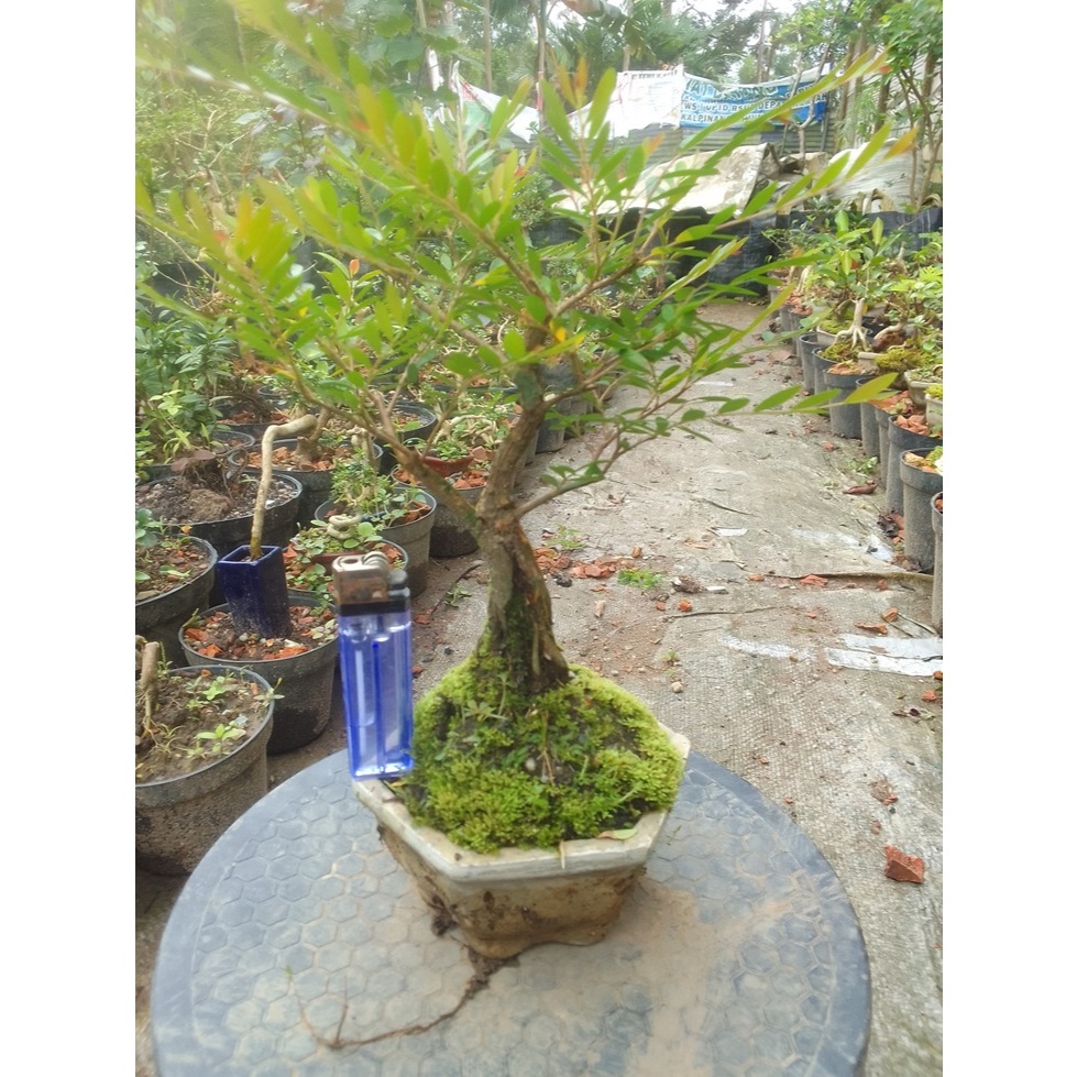 Bonsai cendrawasih mame sudah berkarakter siap pajang