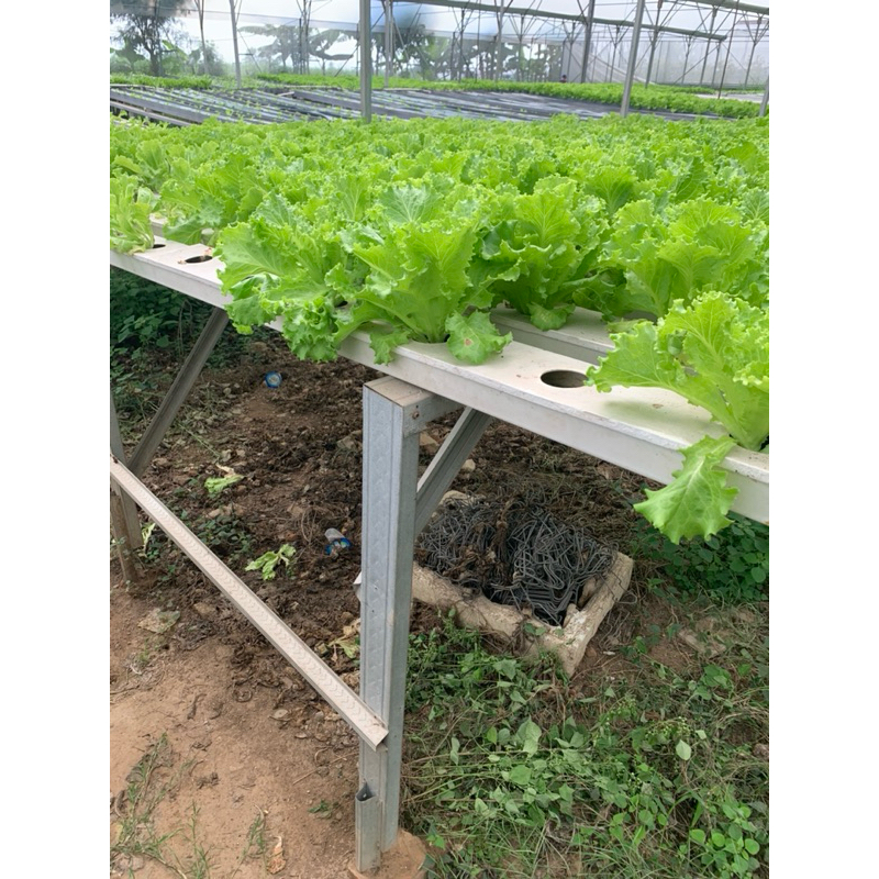 

salada hidropinik 500gram