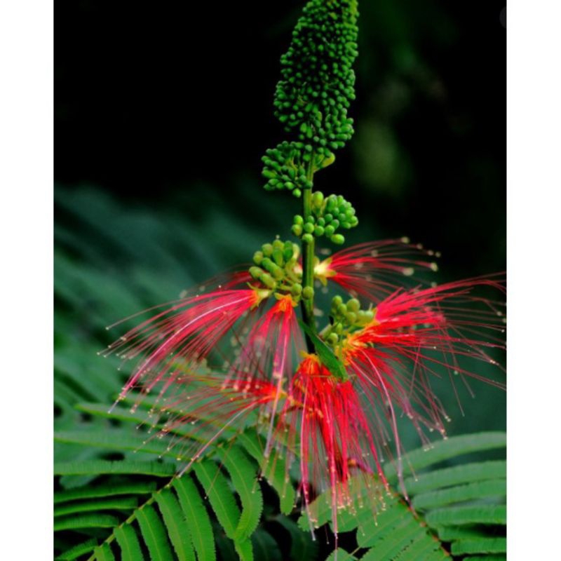 200 biji tanaman Kaliandra Kaliandra pagoda Kaliandra merah