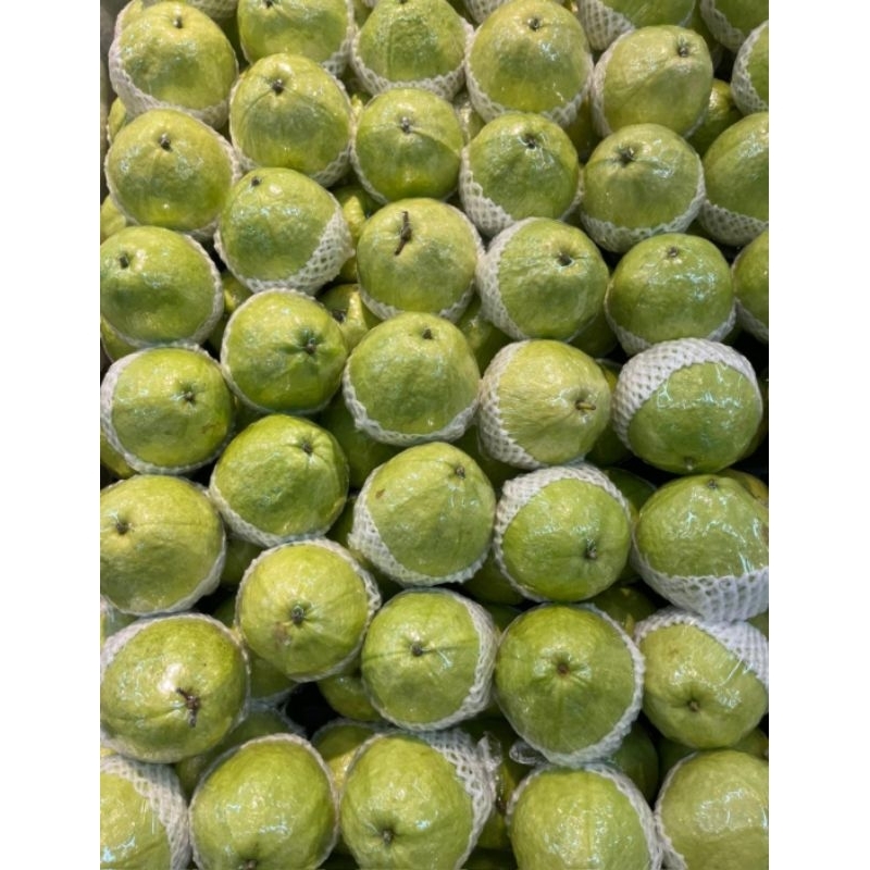 

Jambu Taiwan Mutiara Jumbo 1 Kg