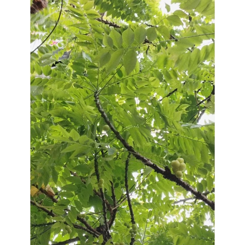 

Daun cermai 50 tangkai