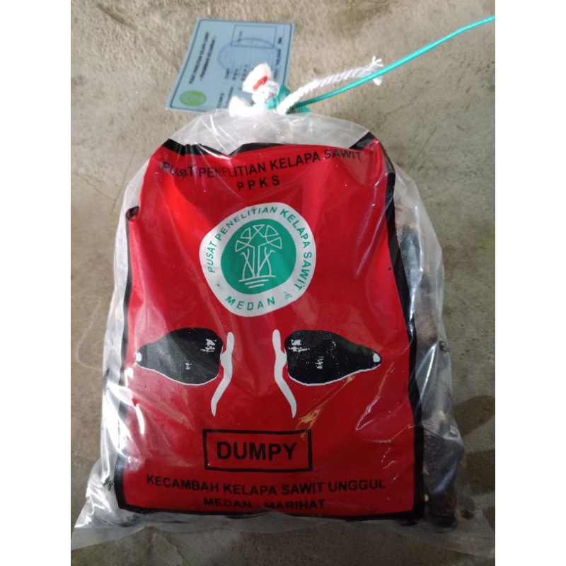 bibit kecambah sawit PPKS dumpy