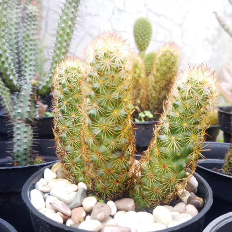 KAKTUS ELONGATA DURI MERAH LOKAL