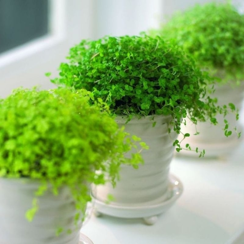 Green Baby Tears Pilea Depressa | Tanaman Hias Gantung Indoor Outdoor