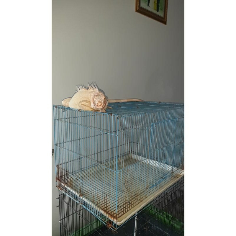 iguana albino 100% betina