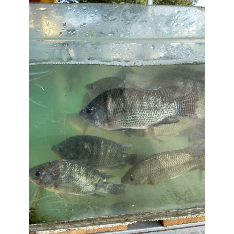 

KIRIM INSTANT Ikan Nila Segar Berat 1KG